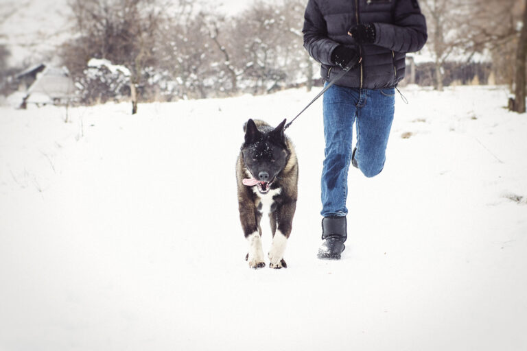 Black-Ice-And-Your-Pets-Things-To-Keep-In-Mind