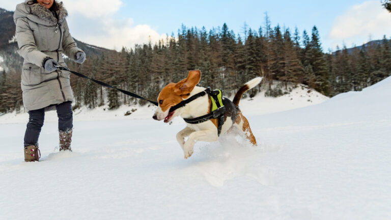 Snow-Walking-Tips-For-Dogs