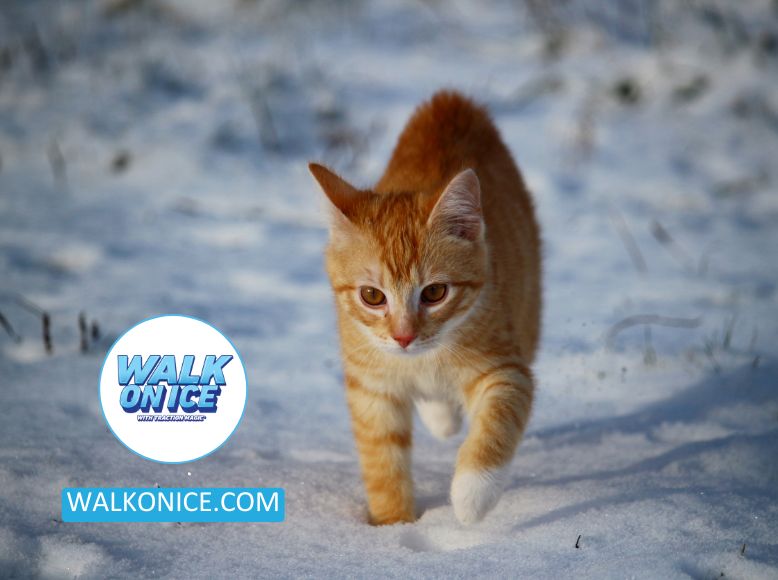 Choosing Pet-Safe Ice Melt_ Ensuring The Well-Being Of Your Furry Friends