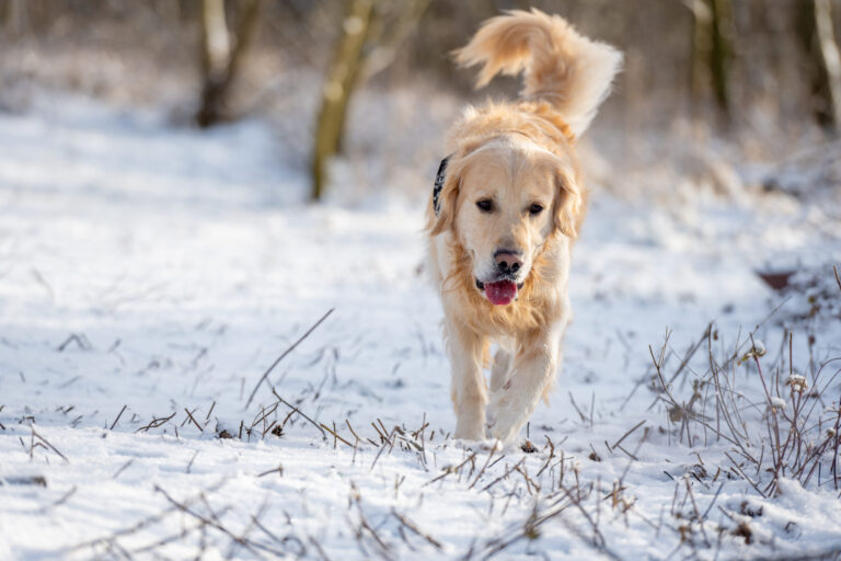 Exploring Safe Ice Melt Options For Pets_ Winter Safety Made Simple