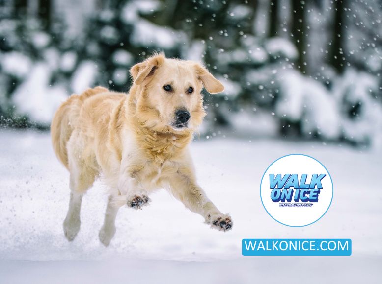 Exploring Safe Ice Melt Options For Pets_ Winter Safety Made Simple