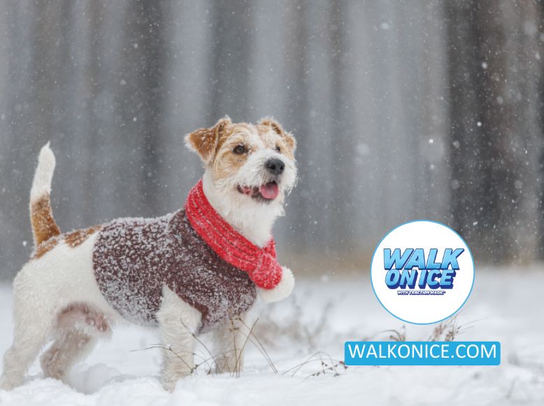 Ice Melt Options For Dog Safety_ Ensuring A Paw-Friendly Winter