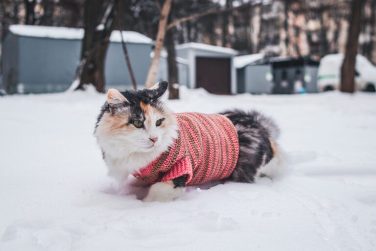 Pet-Safe Ice Melter_ Finding The Right Product For Your Four-Legged Companion