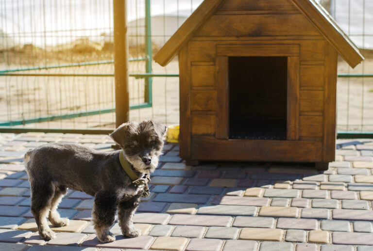 Prioritizing-Pet-Safety_-Exploring-Paw-Safe-Ice-Melt-Products