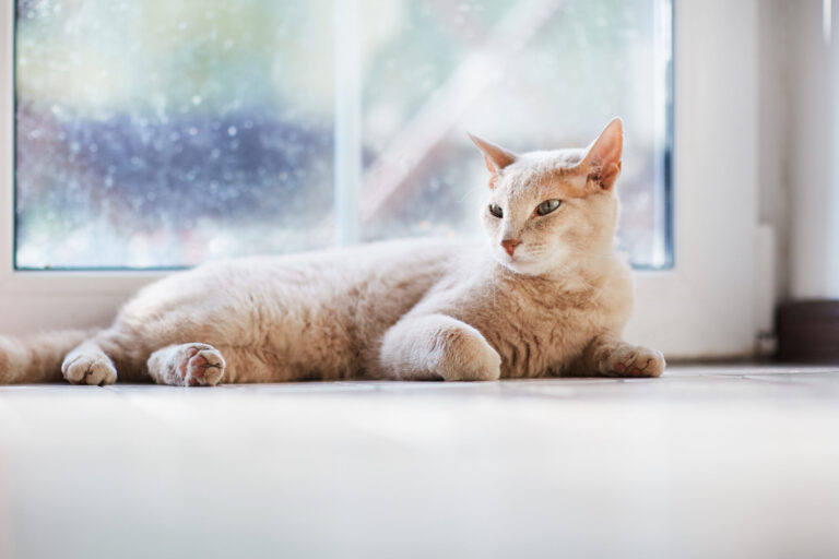 Safe-Paws-Ice-Melt_-The-Ideal-Solution-For-Winter-Traction-And-Pet-Safety