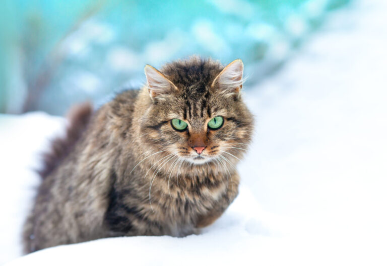 The Importance Of Using Pet-Safe Ice Melt_ Protecting Your Pets And The Environment
