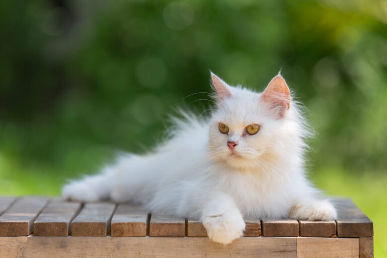 Unconventional-Uses-For-Cat-Litter_-Melting-Ice-Safely-And-Effectively