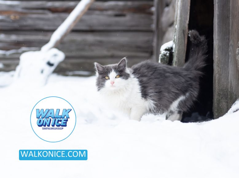 Unconventional Uses For Cat Litter_ Melting Ice Safely And Effectively