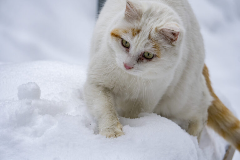 Understanding-The-Safety-Of-Ice-Melt-For-Pets-Tips-For-Responsible-Use