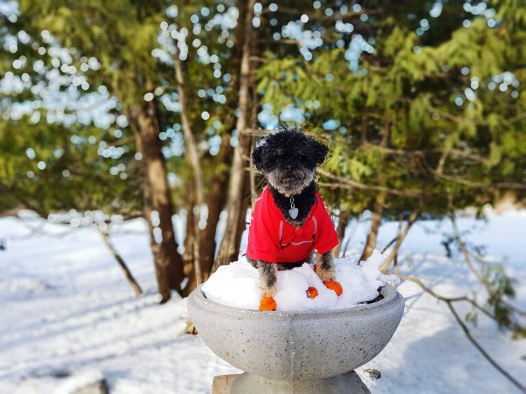 Choosing-The-Best-Pet-Safe-Ice-Melts_-Winter-Safety-For-Your-Furry-Friends