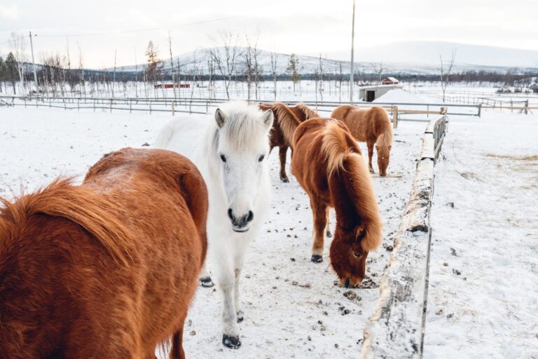 Horse Bedding Options_ Exploring Different Types Of Bedding For Equine Comfort