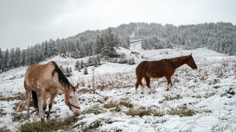 Shavings For Horses_ Selecting The Ideal Bedding For Comfort And Hygiene