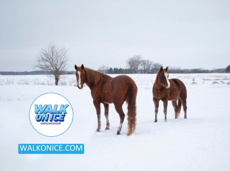 Shavings For Horses_ Selecting The Ideal Bedding For Comfort And Hygiene