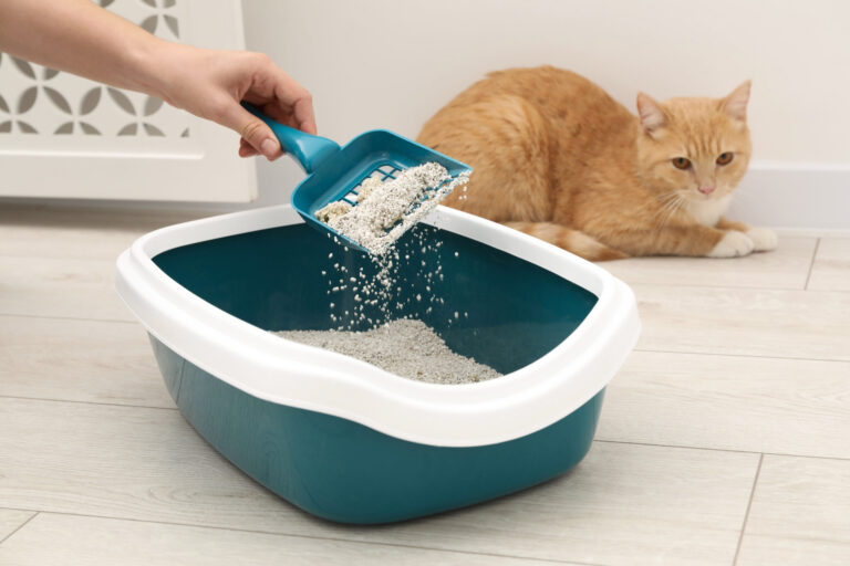 Cat-Litter-Brand_-Factors-Determining-Quality-And-Performance
