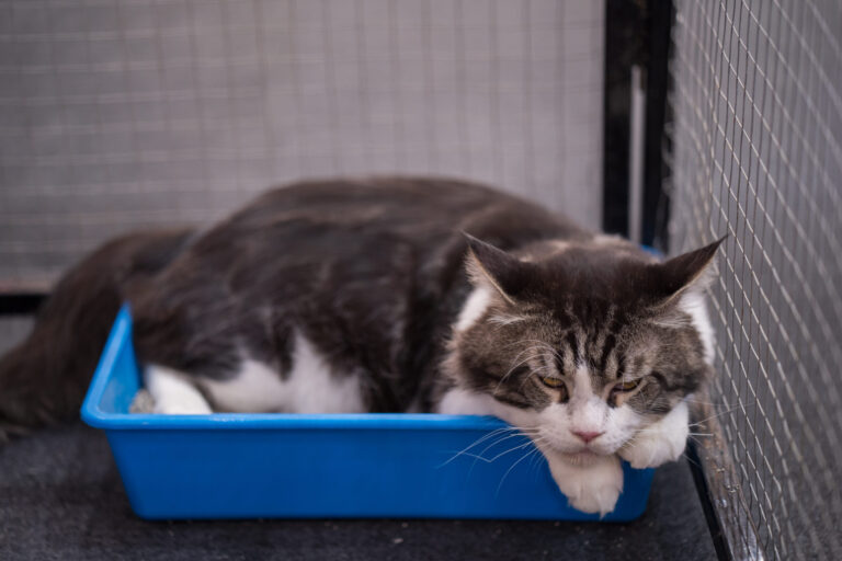 Crystal Clear Cat Litter_ How Transparency Can Improve Pet Care