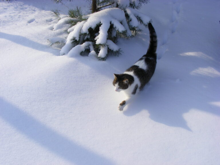 Evaluating The Effectiveness Of Cat Litter On Ice