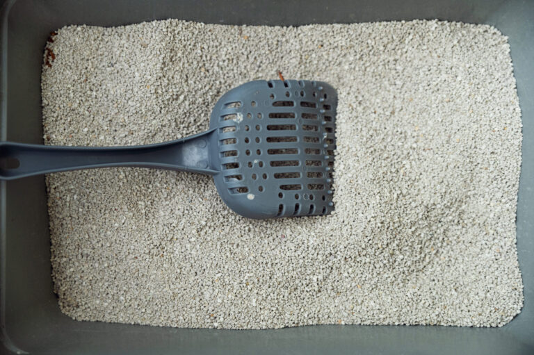 Top-5-Materials-Used-As-Cat-Litter-And-Their-Environmental-Impact