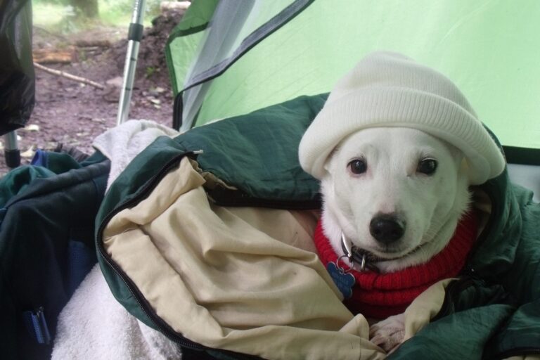 Top 6 Pet-Friendly Ice Melts