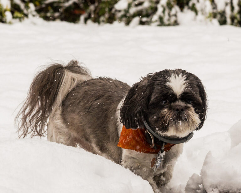 Top 6 Pet-Safe Ice Melt Products For Home Use