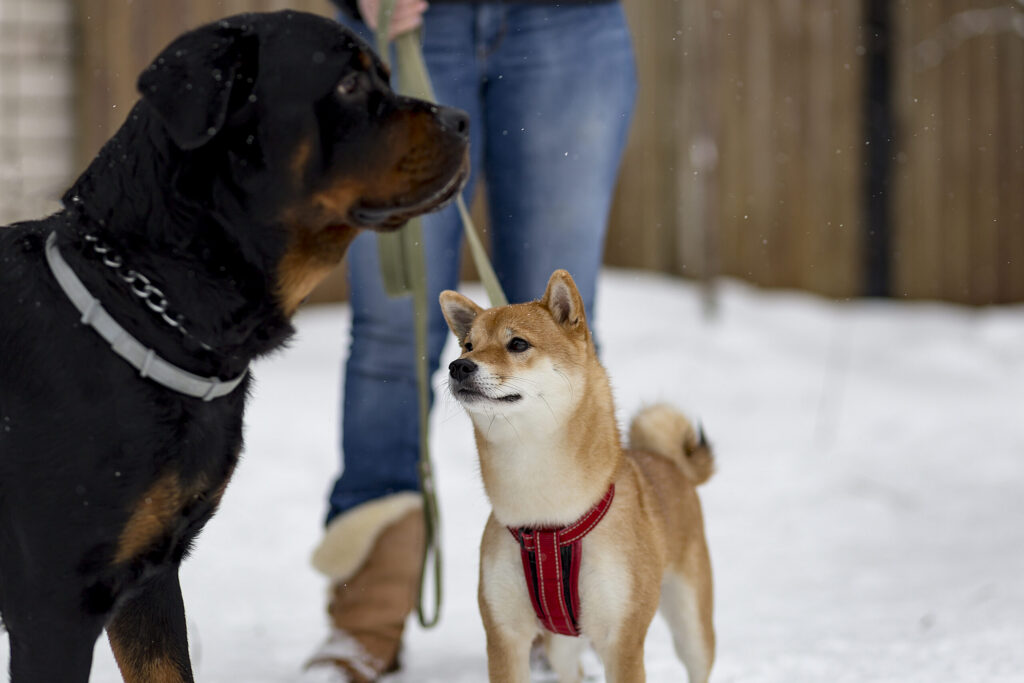 Best Ice Melt Pet Safe