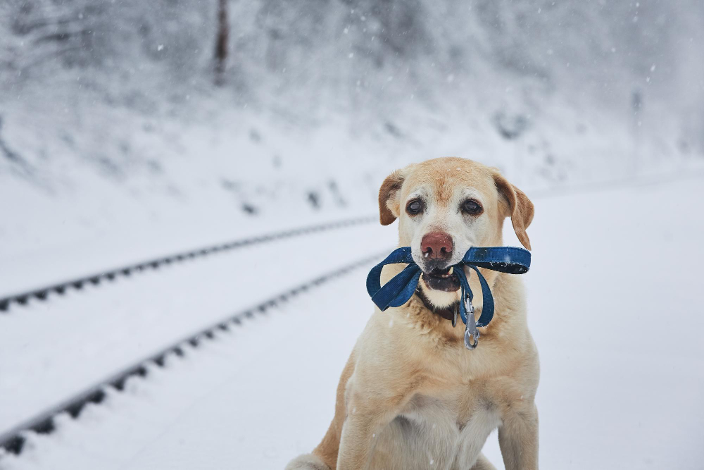 Understanding Pet-Safe Ice Melt