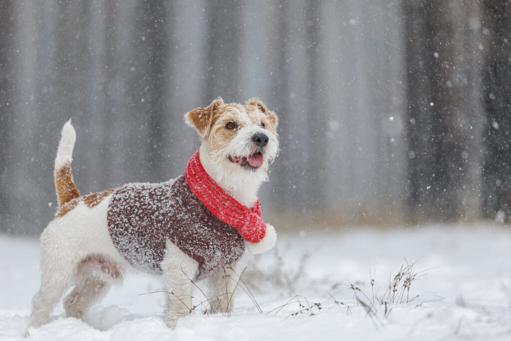 Dog Safe Sidewalk Salt