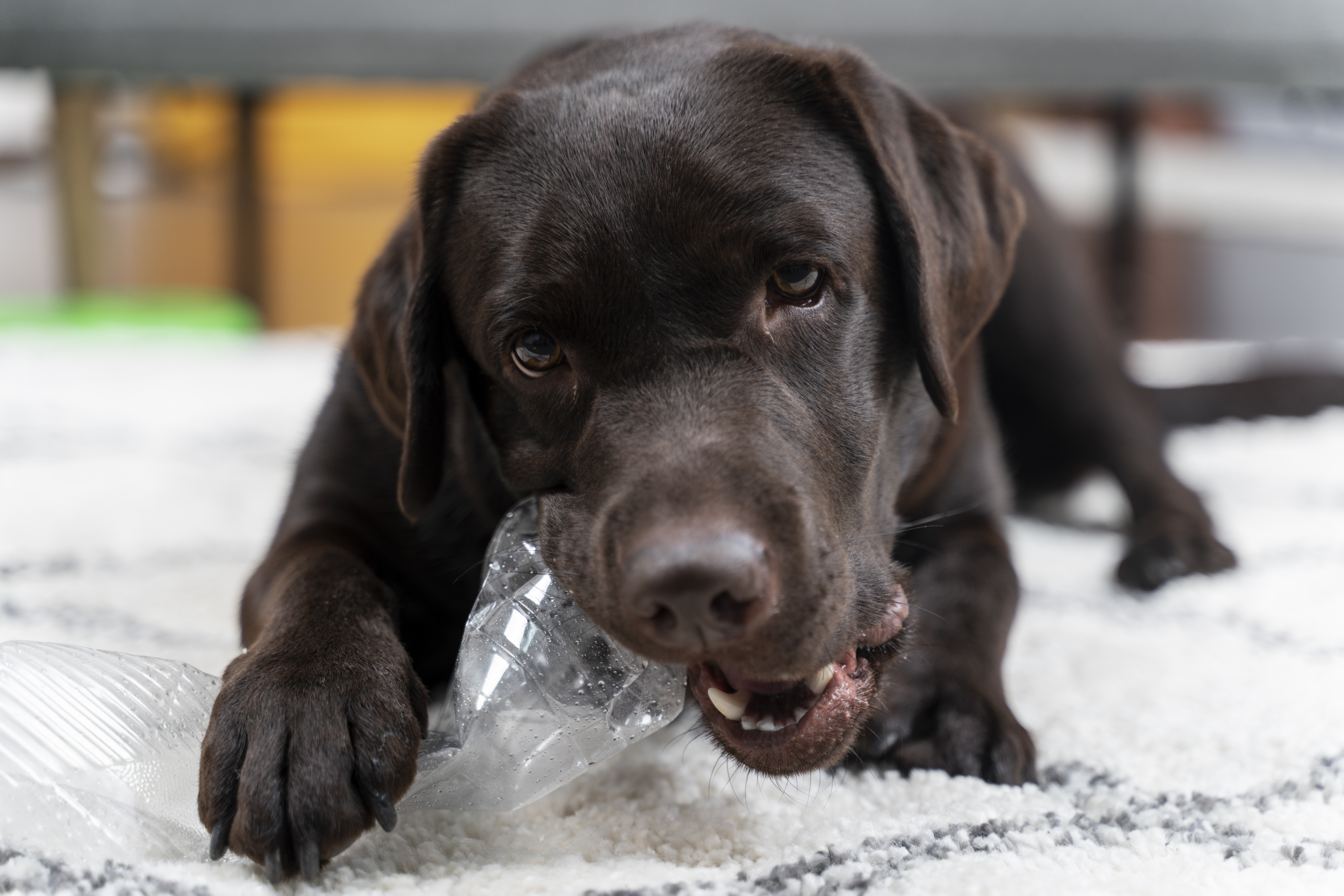 Ice Melt That Is Safe For Dogs