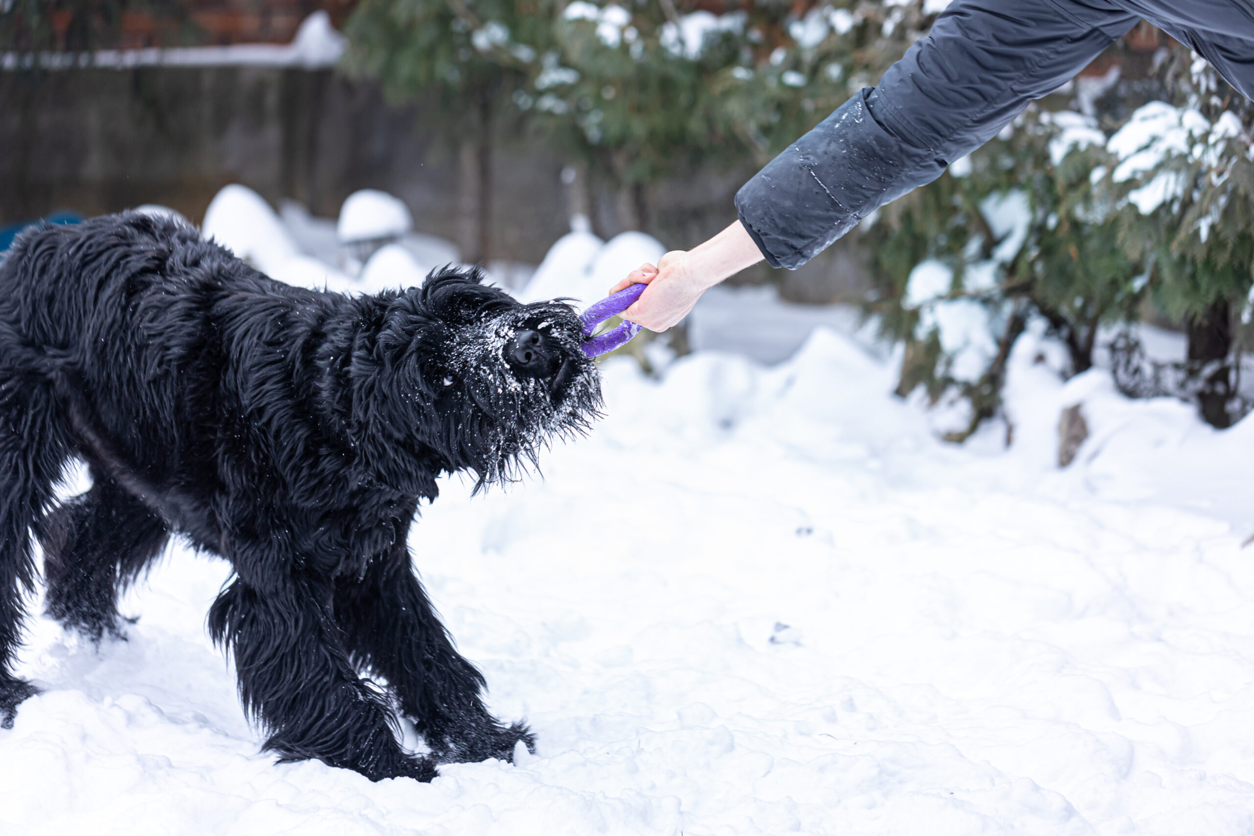 What Ice Melt Is Safe For Pets