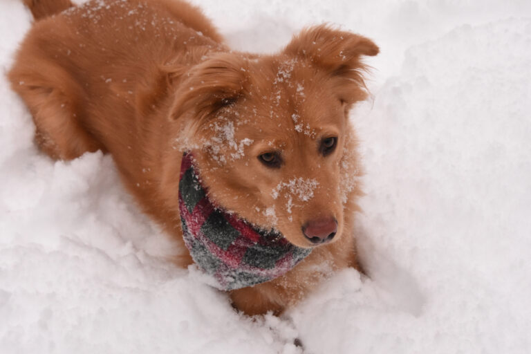 Ice Melt Safe for Dogs