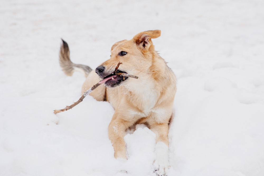 Pet-Friendly Ice Melt