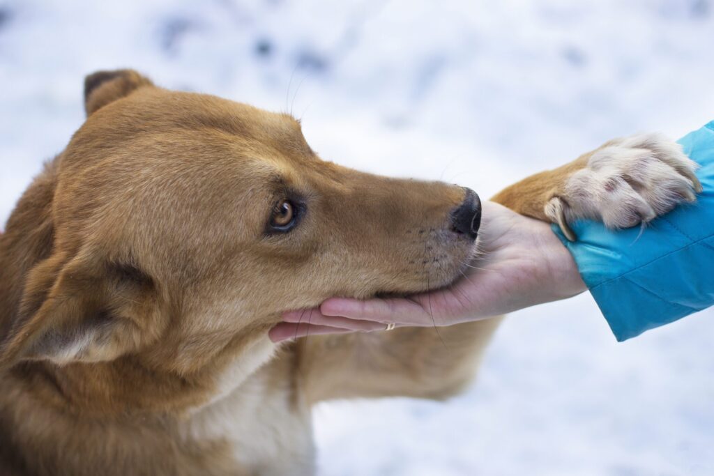 What Is Safe For Pets To Melt Ice