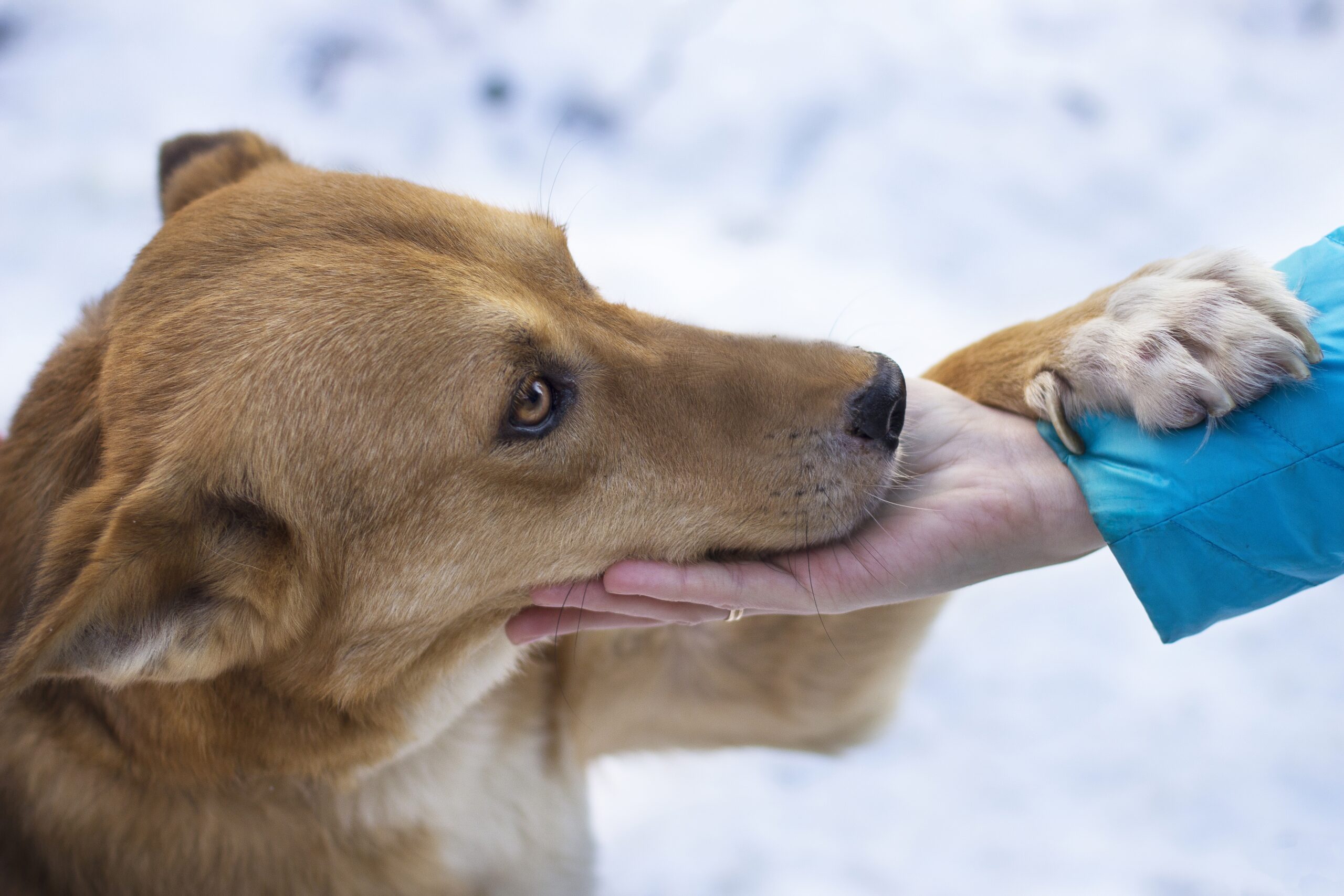 what is safe for pets to melt ice