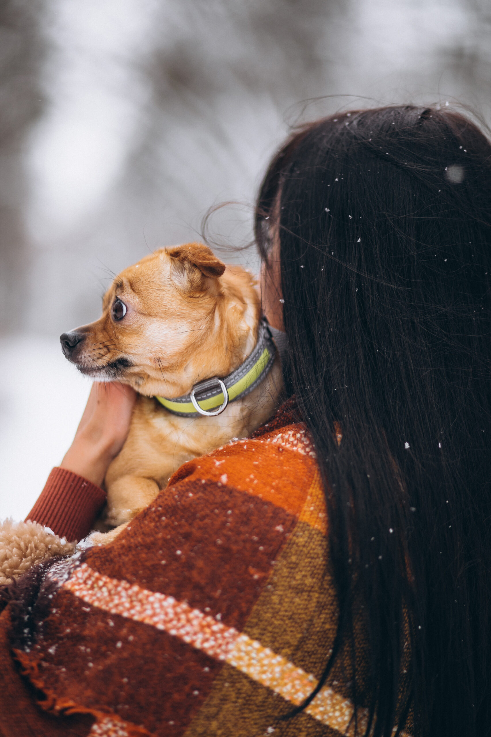 What Is Pet Safe Ice Melt