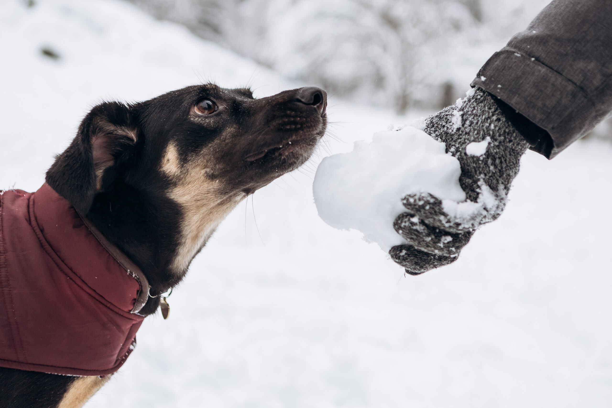 Ice Melt Is Safe For Dogs