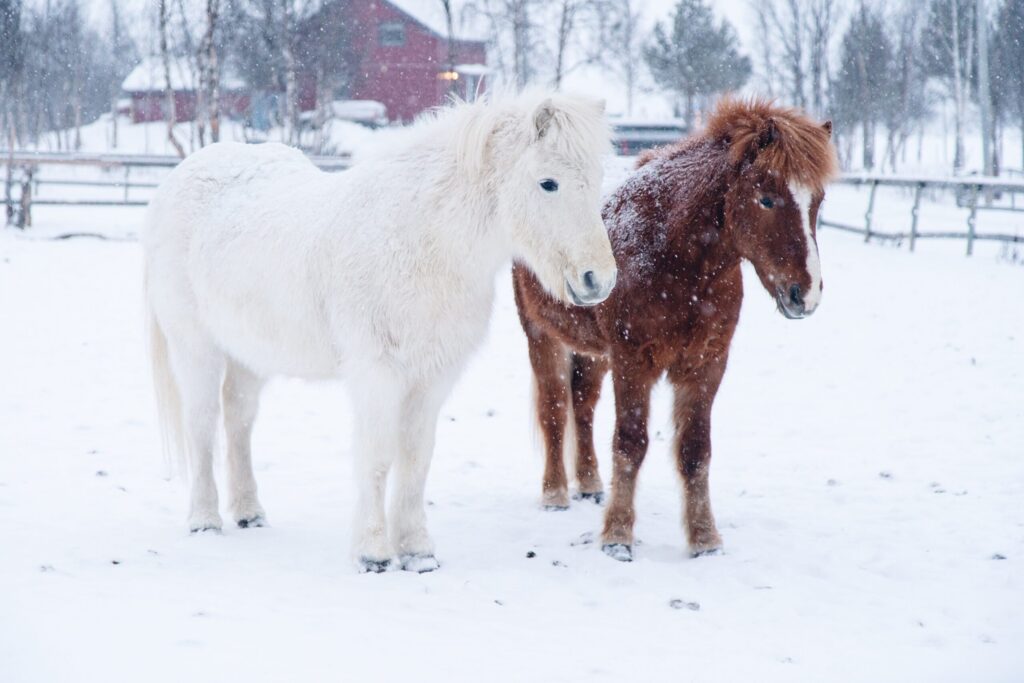 Horse Bedding Shavings Near Me